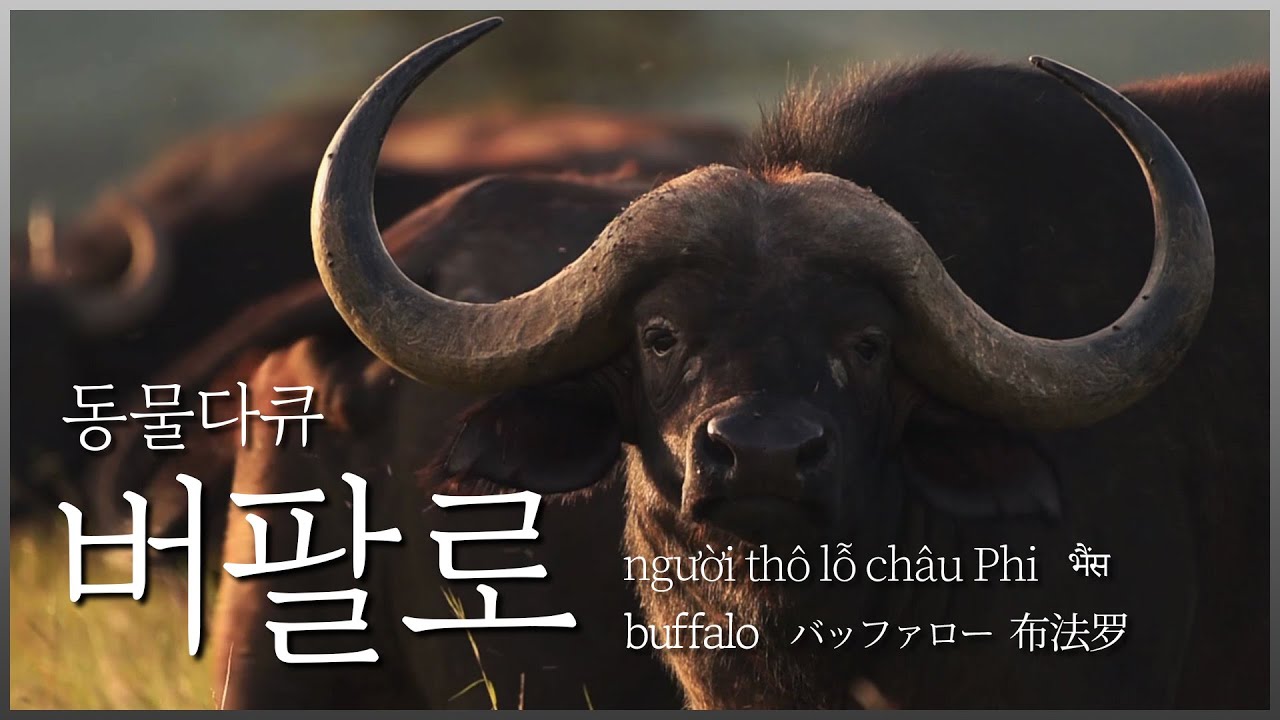 보기만 해도 웅장해지는 동물, 버팔로 [동물다큐_버팔로]│Buffalo│バッファロー│布法罗│b&uacute;falo│भैंस