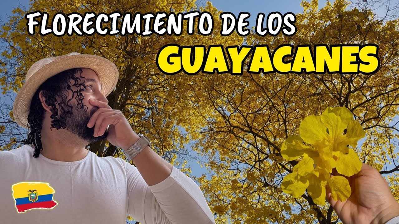 INCREÍBLE como el sur de LOJA se viste de AMARILLO🌼| FLORECIMIENTO de los GUAYACANES🌳