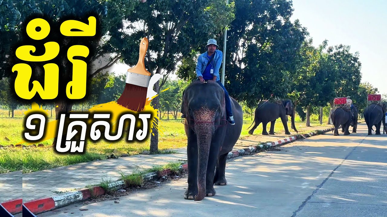 អស្ចារ្យណាស់ ! ដំរី ៥ ក្បាល នៅភ្នំពេញ - ស្លូត ហើយ ឆ្លាតណាស់ #sinantravel