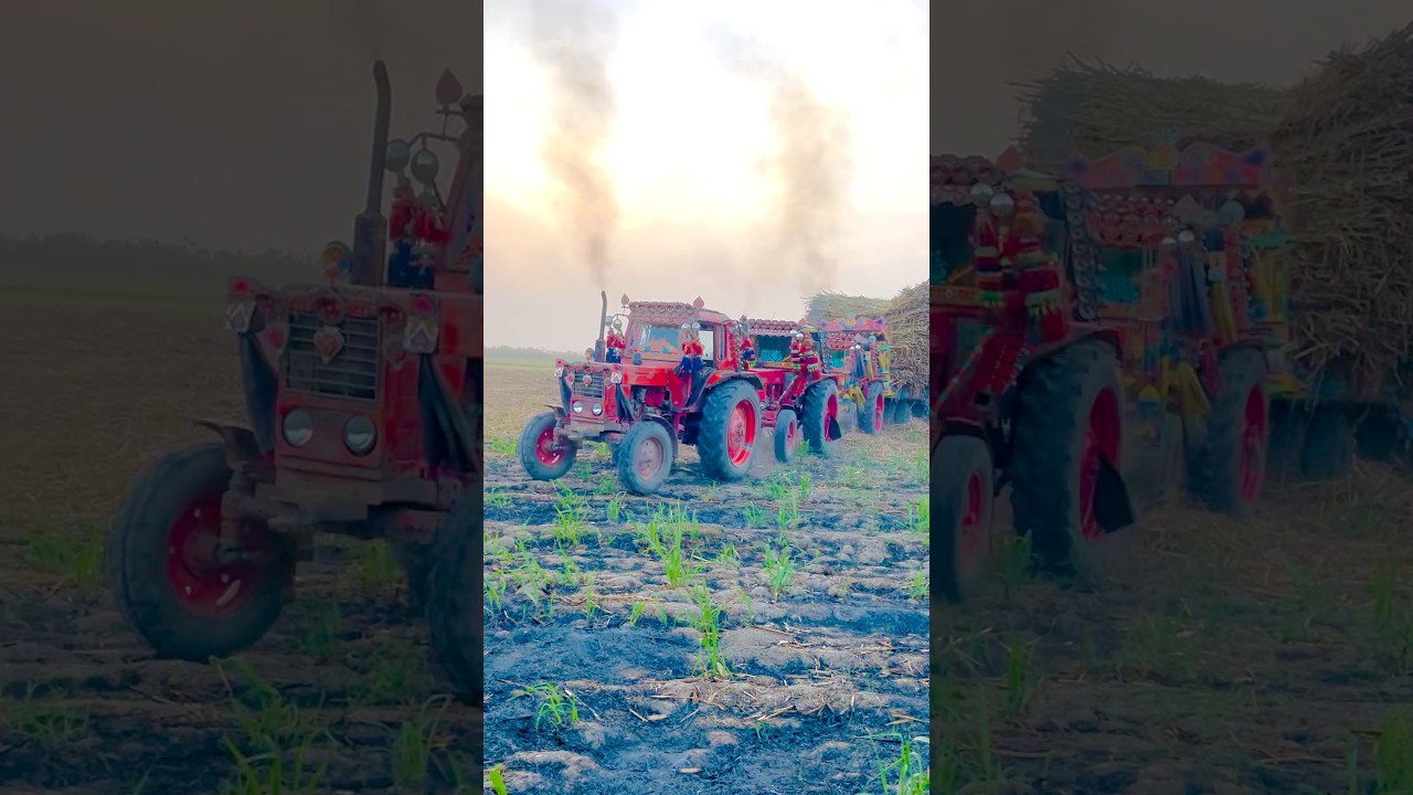 3 Belarus 510 tractors pulled out stucked trolley🔥| #tractor #automobile