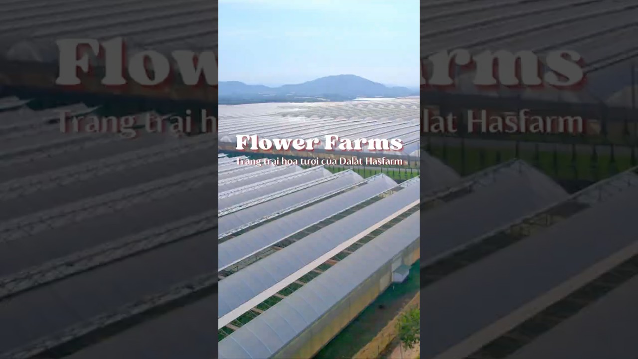 Kh&aacute;m Ph&aacute; Kh&ocirc;ng Gian Trồng Hoa Hiện Đại Tại Dalat Hasfarm