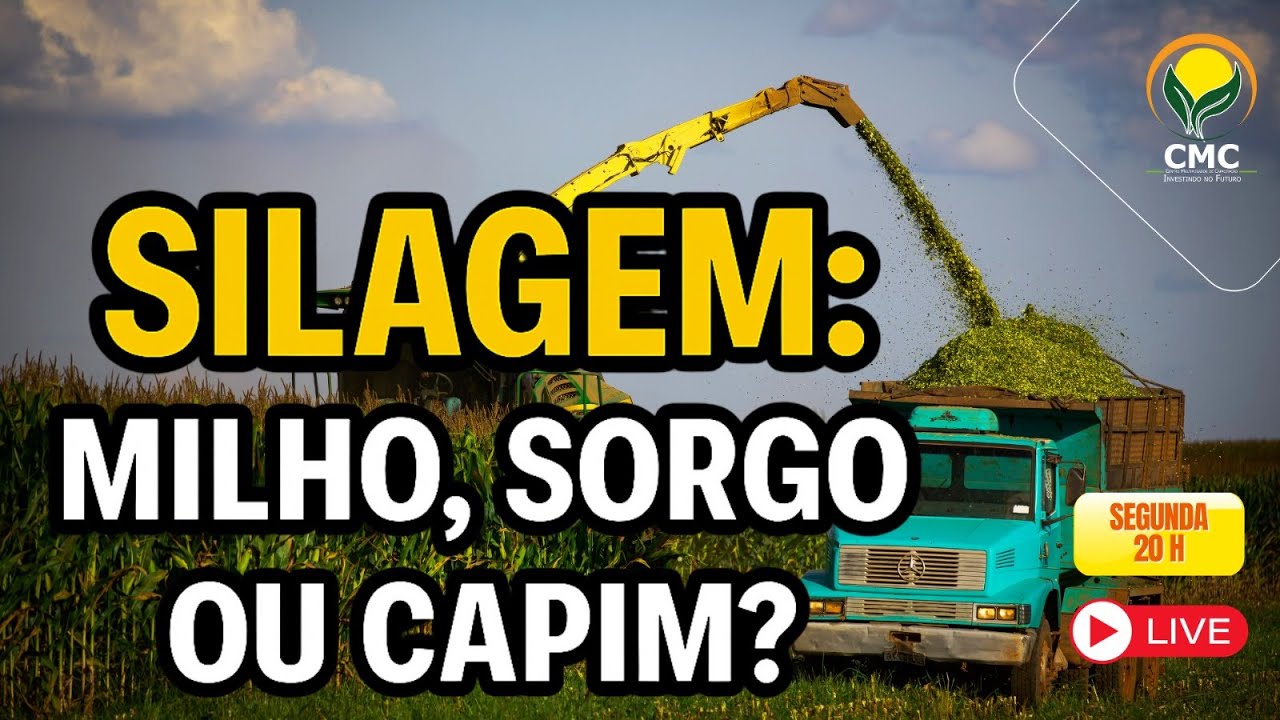 SILAGEM:  MILHO, SORGO OU CAPIM? QUAL ESCOLHER?