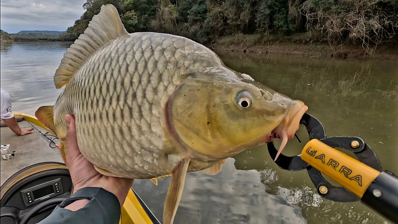 PESCARIA DE CARPA E PIAPARA NO RIO IGUAÇU! @alien_fishing_oficial