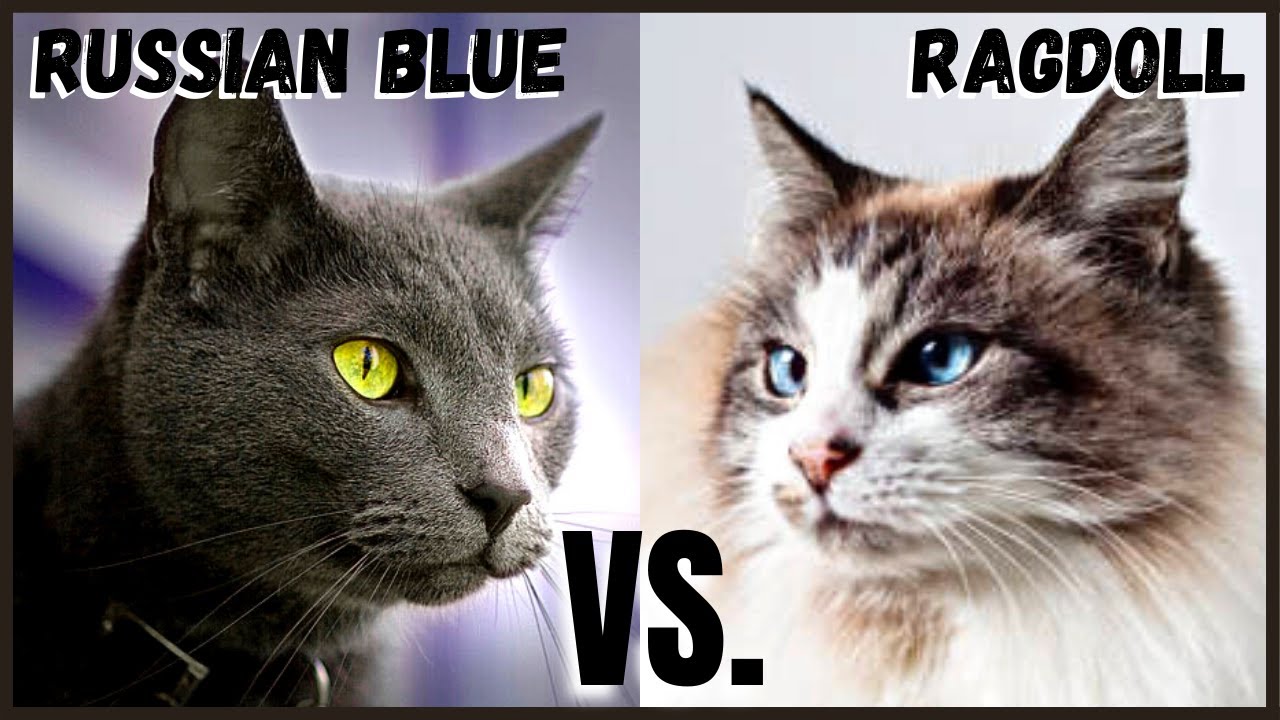 Russian Blue Cat VS. Ragdoll Cat