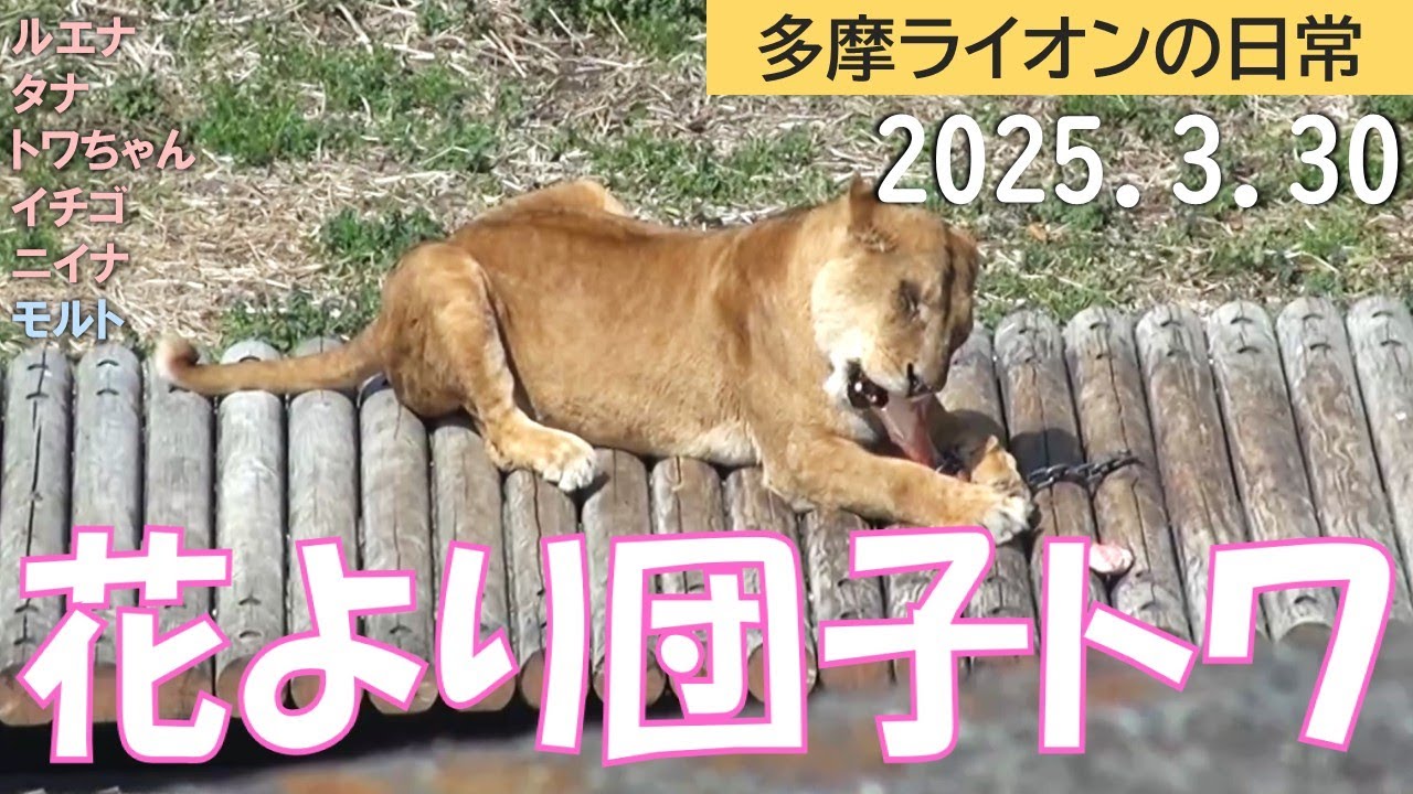花より団子トワちゃん 2025.3.30【多摩ライオン】