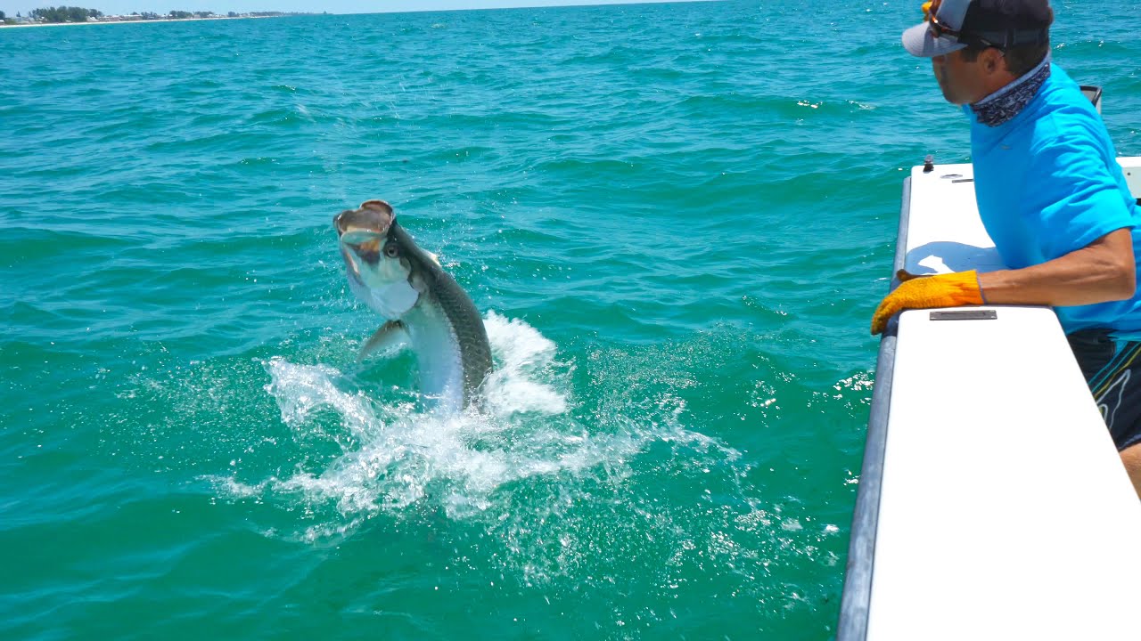 SPRING TARPON RUN BRADENTON!  EPIC DAY!