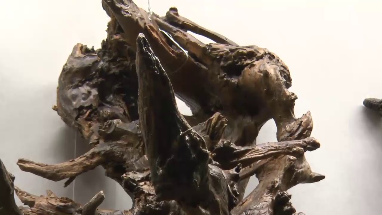 Root Art 2018