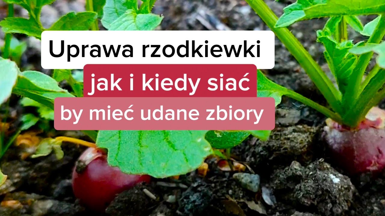 Uprawa rzodkiewki. Jak i kiedy siać rzodkiewkę, by  mieć udane zbiory.