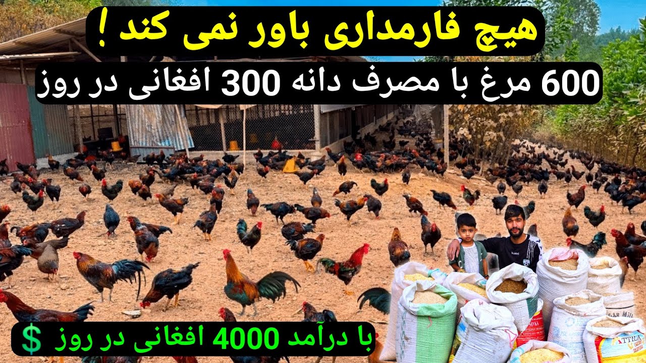 Afghan Village Life | Making Homemade Grain Feed for Baby Chicks 🐥