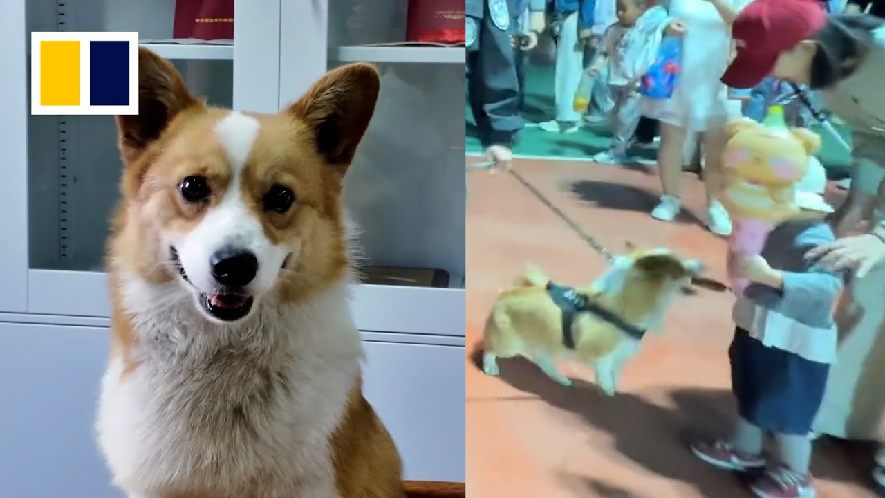 China’s police corgi caught stealing sausage during patrol