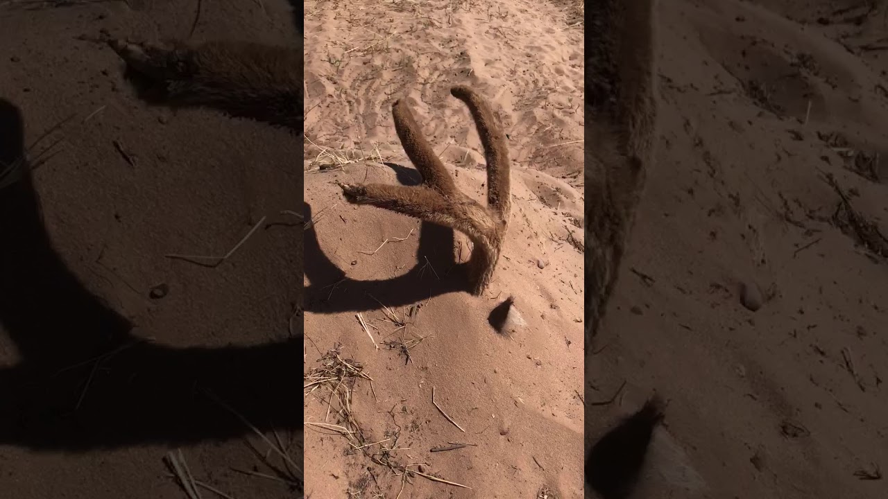 Sand Dune Mule Deer in Southern Utah, Courtesy of Shay Hunt