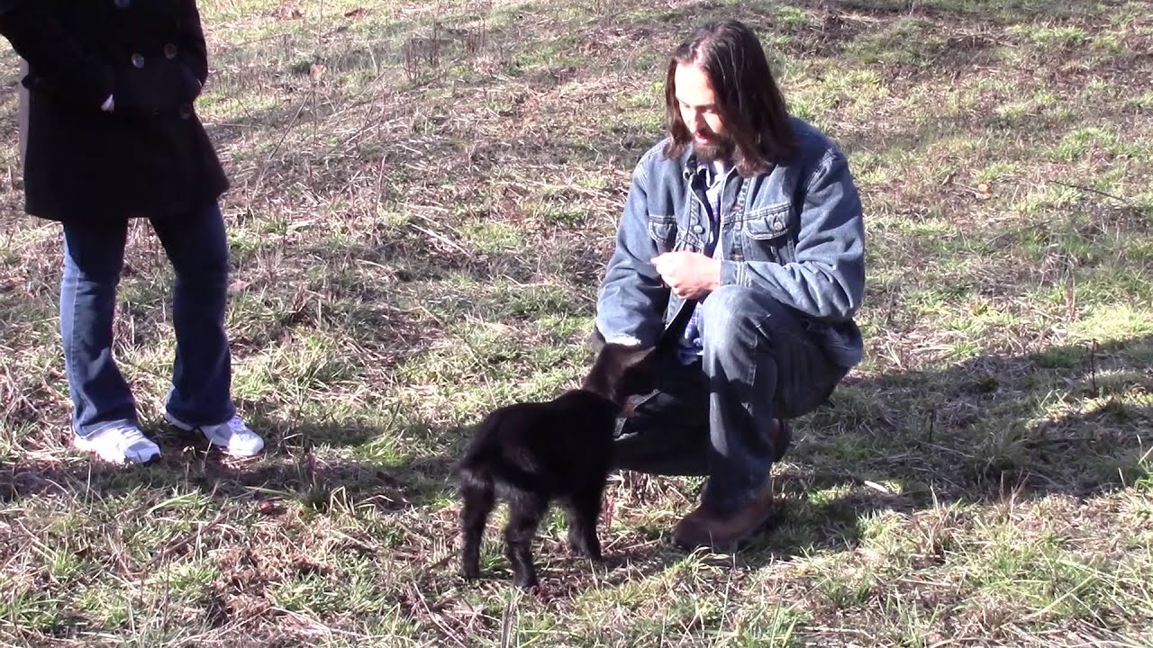 How to Potty Train a Goat and Teach it Fun Tricks