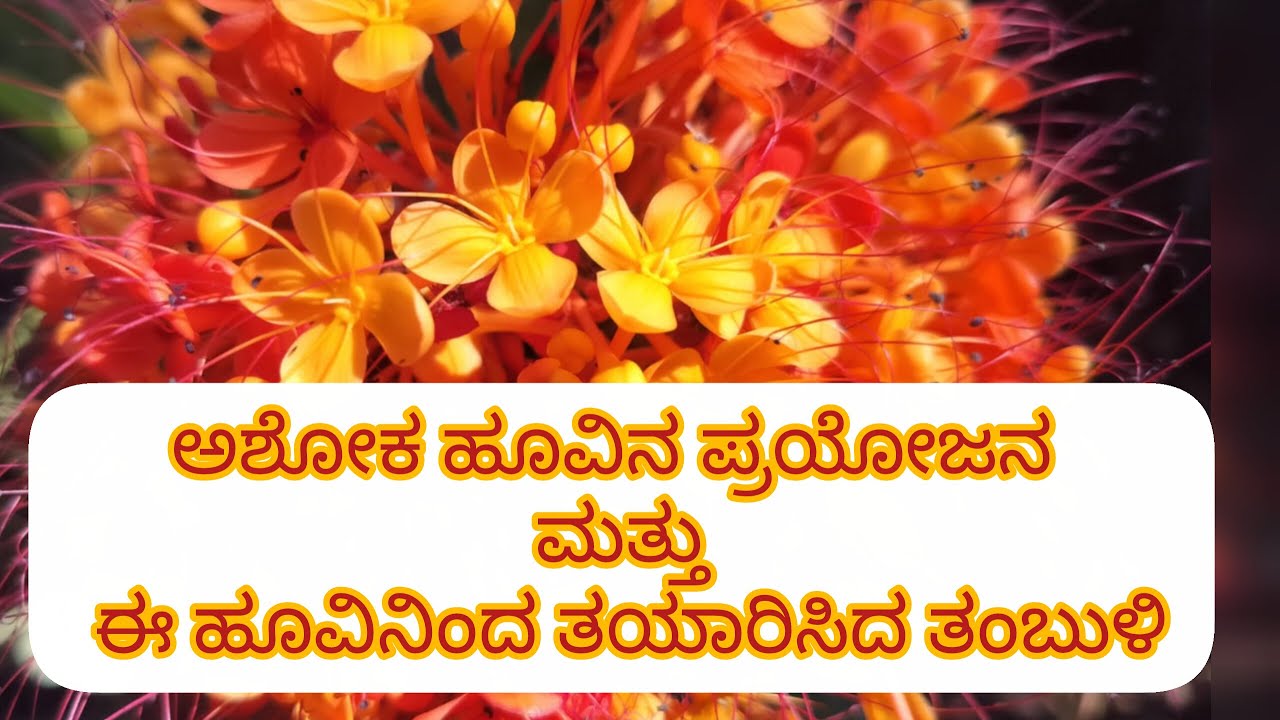 ಅಶೋಕ ಮರದ ಹೂವುಗಳಿಂದ ಆರೋಗ್ಯಕ್ಕಿದೆ ಹಲವು ಪ್ರಯೋಜನ