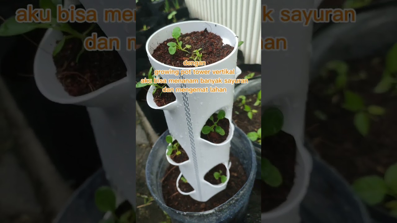 growing pot tower vertikular solusi menanam bagi yang tidak punya lahan#berkebun #berkebundirumah
