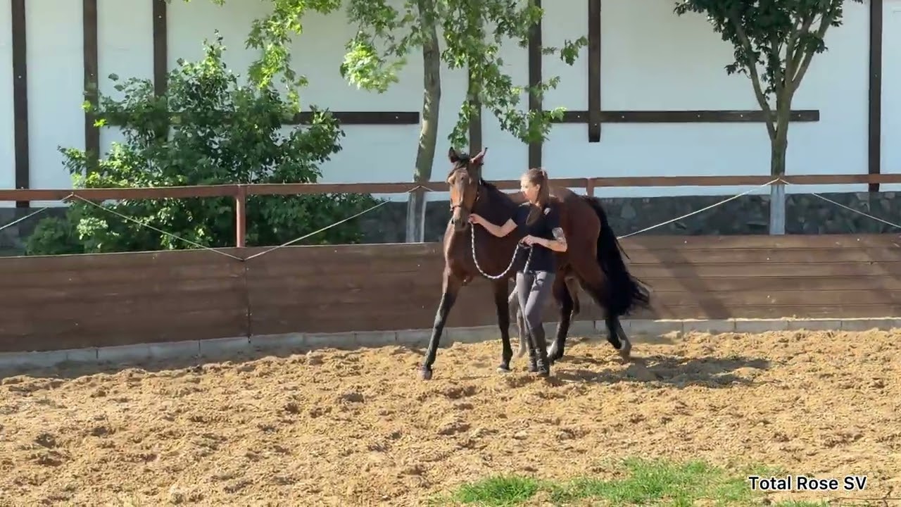 filly Total Rose by Toto Jr - For Romance l, 2025 y.o., Oldenburg, for dressage 