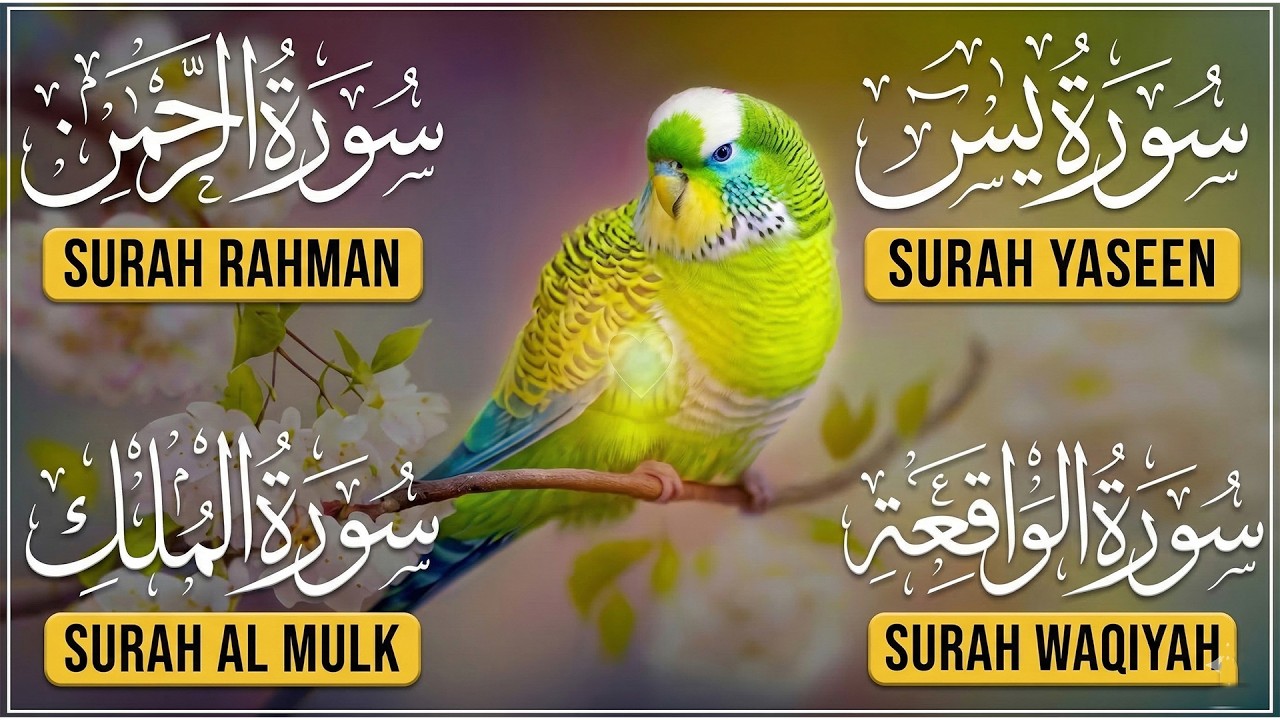 Surah Yasin | Surah Rahman | Surah Waqia | Surah Mulk | Full HD | Path Of Noor