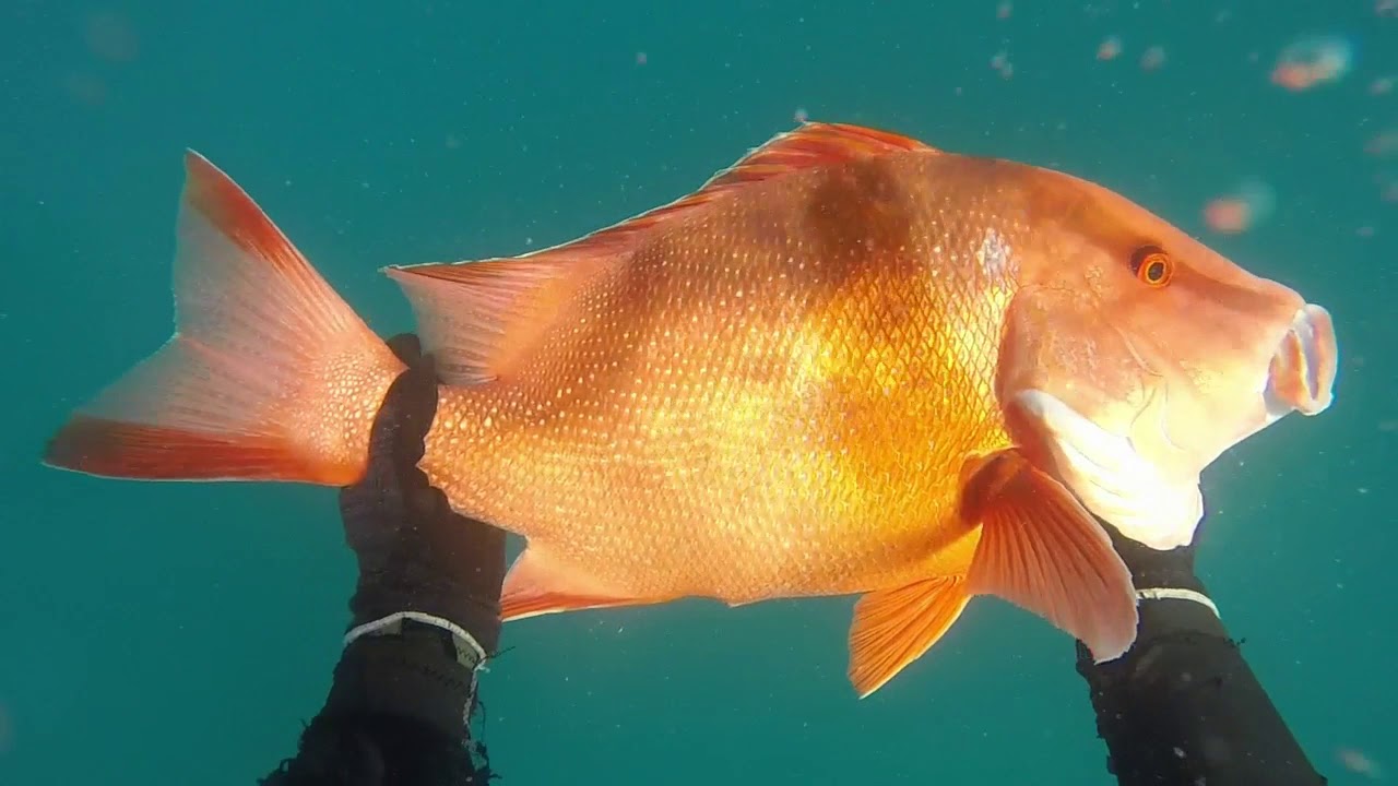 Commercial crayfish diving and spearfishing on the Great Barrier Reef