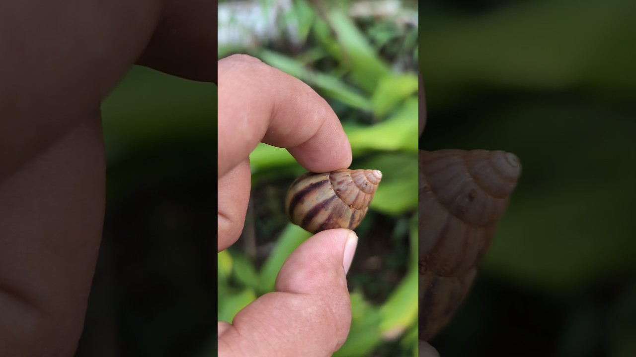 Menemukan siput gepeng dan bekicot #bekicot #siputgepeng #berburuhewan
