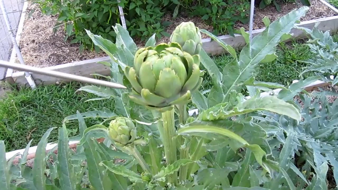 Growing Organic Artichokes Zone 5