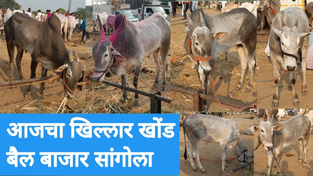 खिल्लार खोंड बैल बाजार सांगोला Khillar Bull Market Sangola