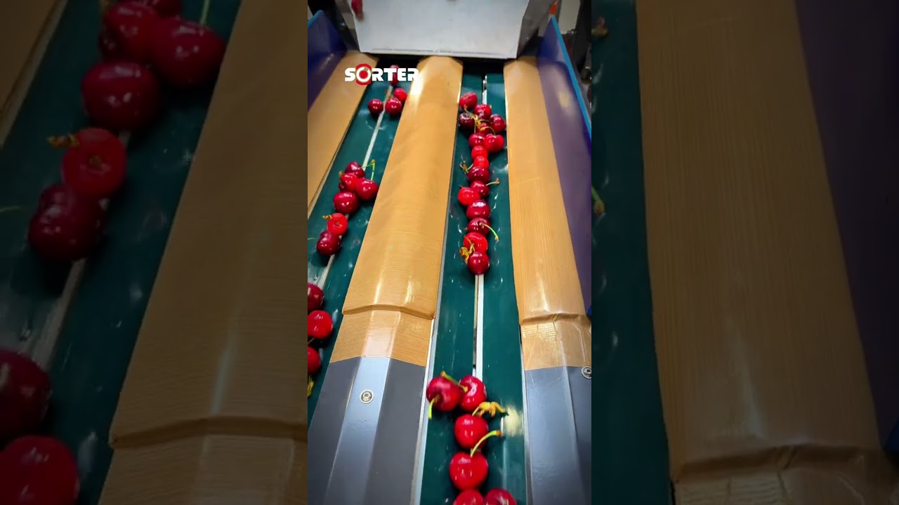 SORTER – Proces sortowania czereśni krok po kroku 🍒