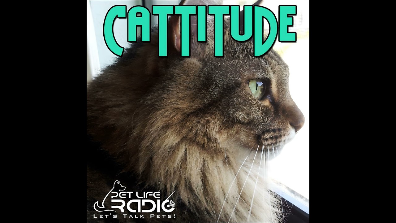 Cattitude - Episode 292 Do Cats Mirror Their Humans? The Hidden Messages in Feline Behavior