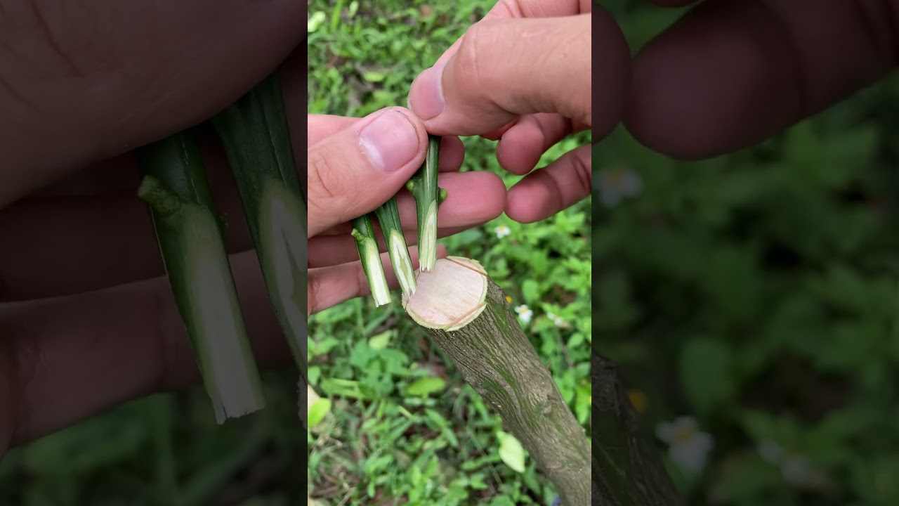 grafting lemon tree with many branches
