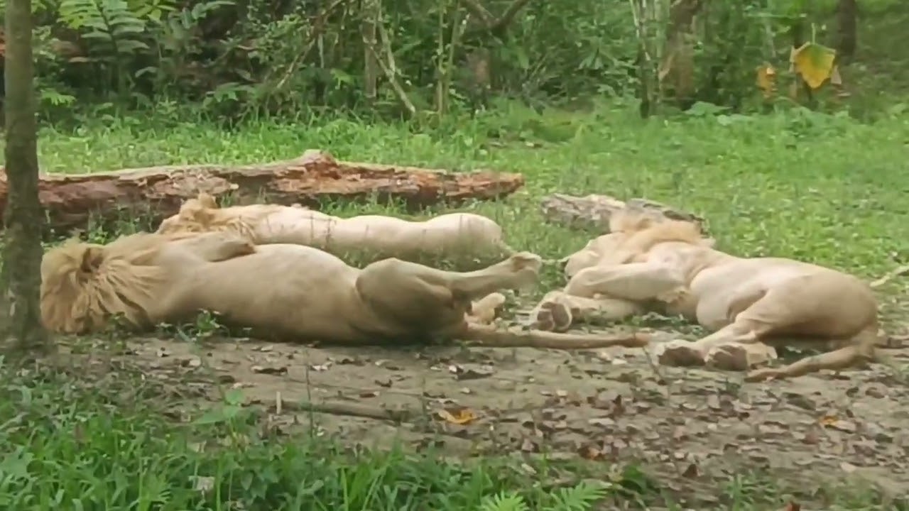 Our Safari Adventure 