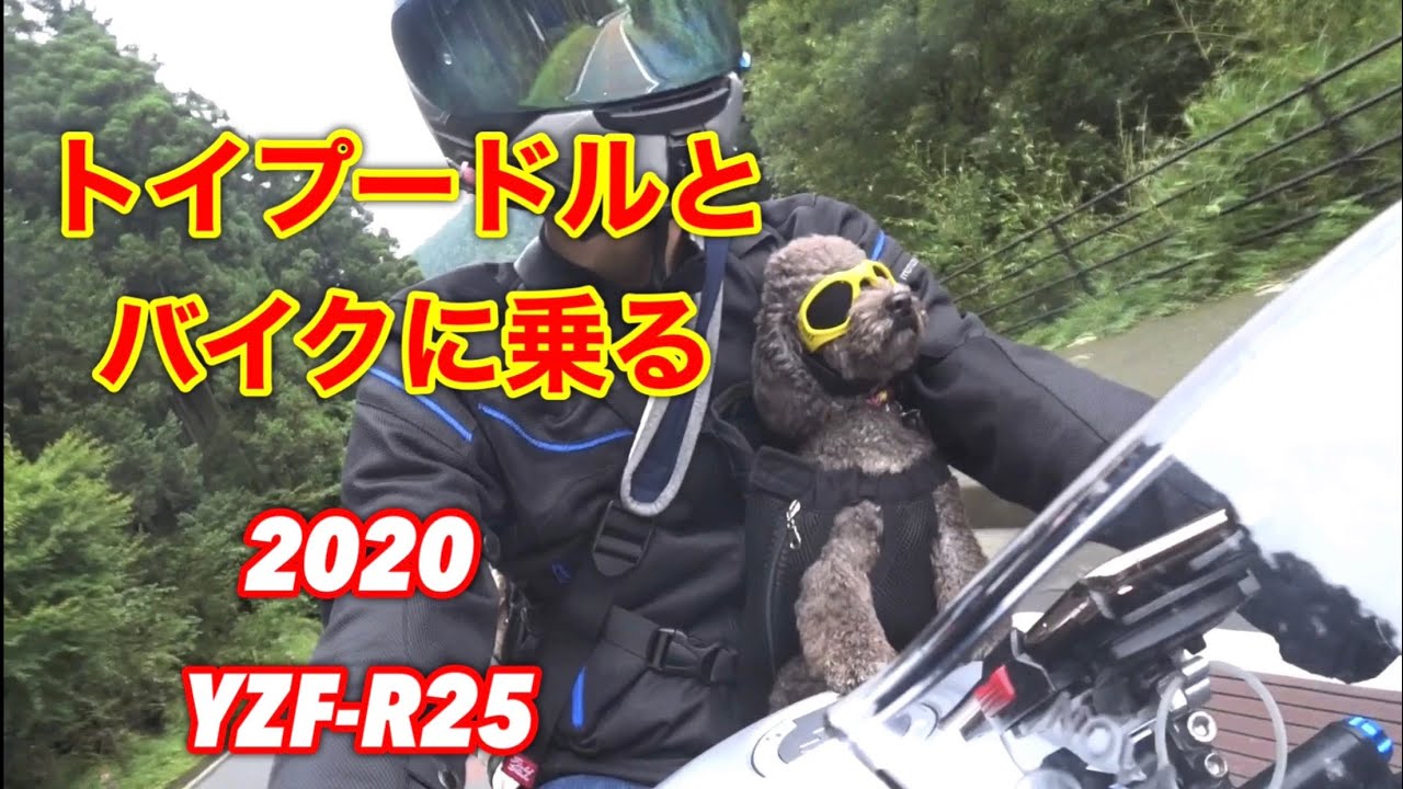 トイプードルとバイクに乗る2020 YZF-R25【有間ダム】Ride a motorcycle with toy poodle