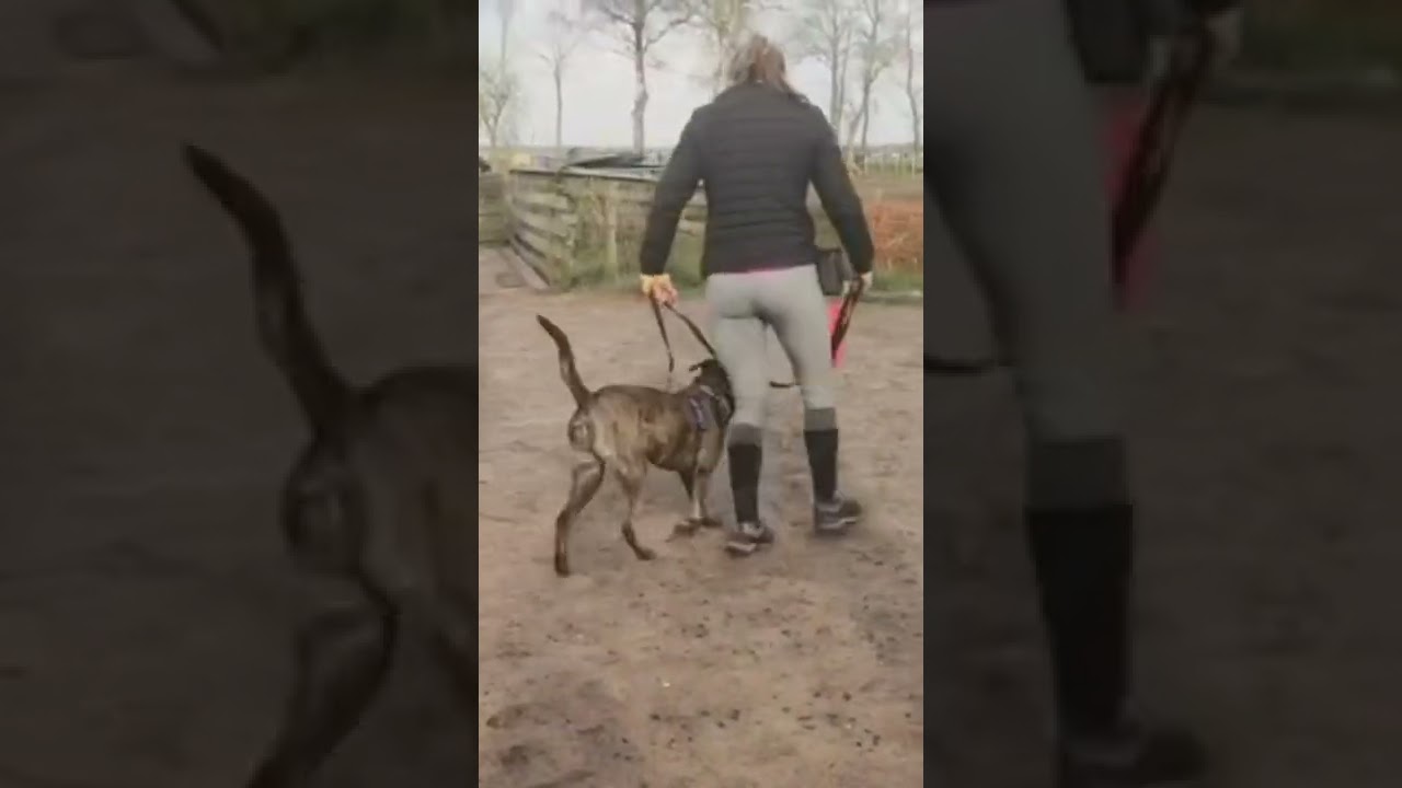 Nena kan uitvallen naar andere honden en mensen.