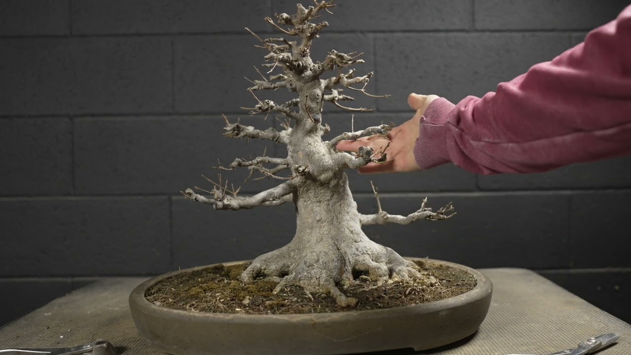 MINI LEZIONE IMPOSTAZIONE PRIMARIA BONSAI