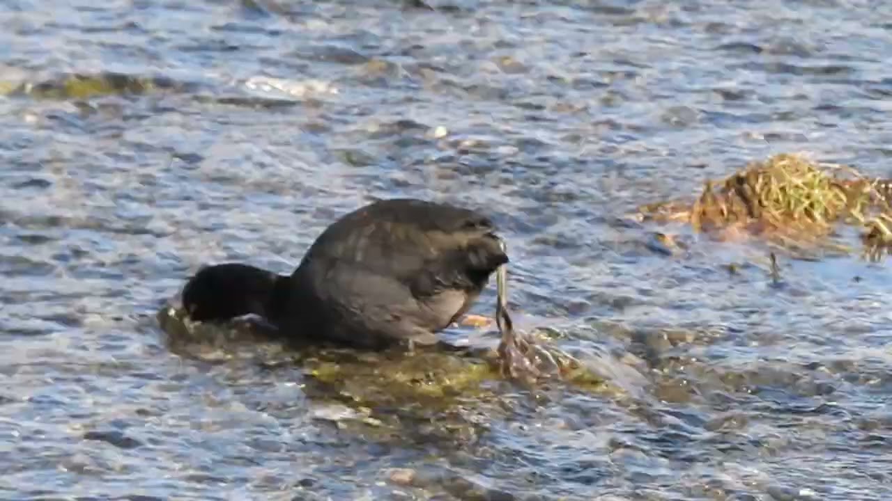 山梨県 常永川【お写歩カメラ】オオバン