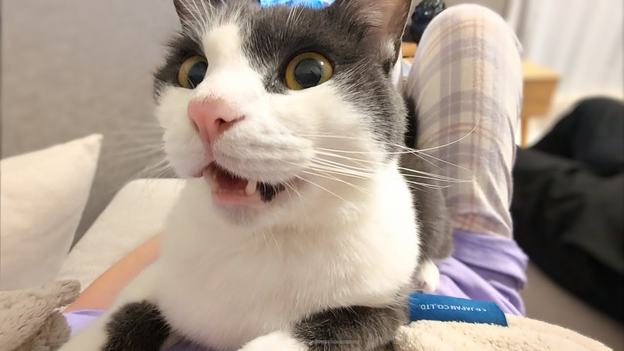お風呂あがりは絶対にくっついてくる猫