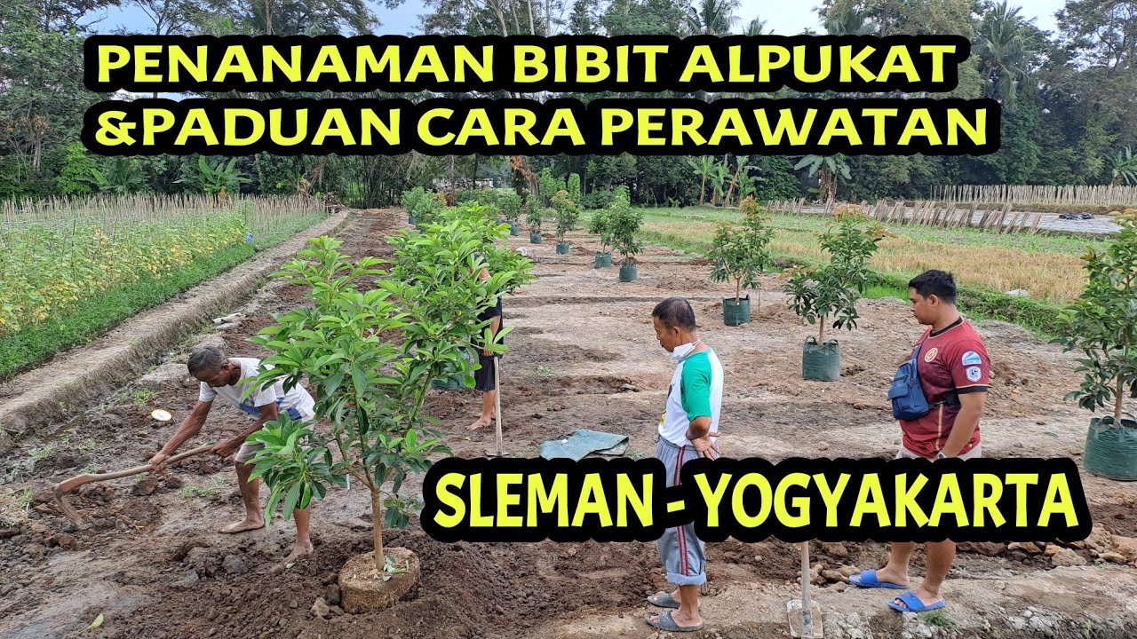 Cara tanam & panduan perawatan alpukat