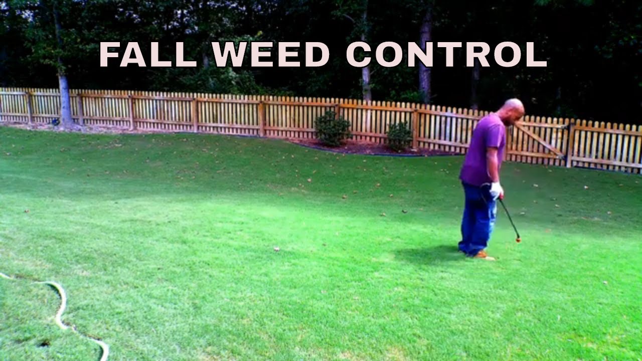 Fall weed control in lawns