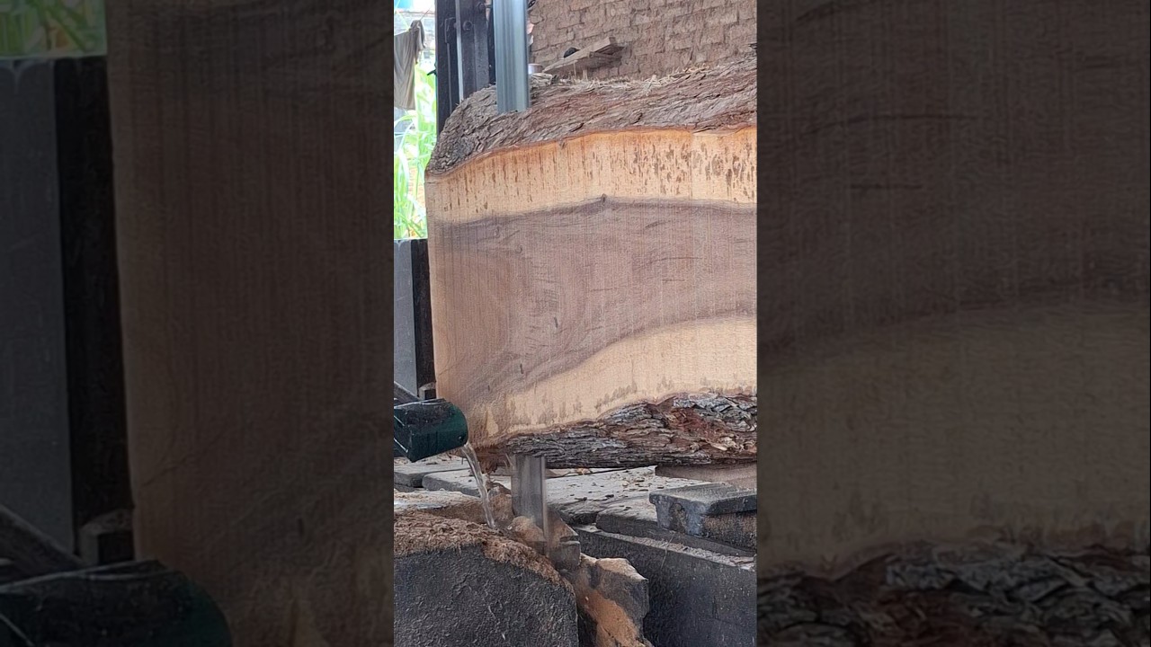 SAWING PROCESS OF SILK FIBER TREMBESI WOOD IN A WOOD SAWMILL #sawingprocess #trembesi #sawmill