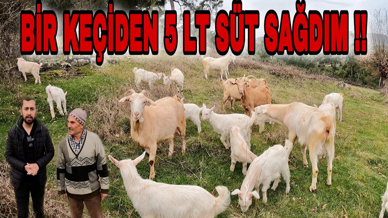 SATILIK MALTIZ KEÇİLER | BU KEÇİLER HEM KALİTELİ HEM HESAPLI !!