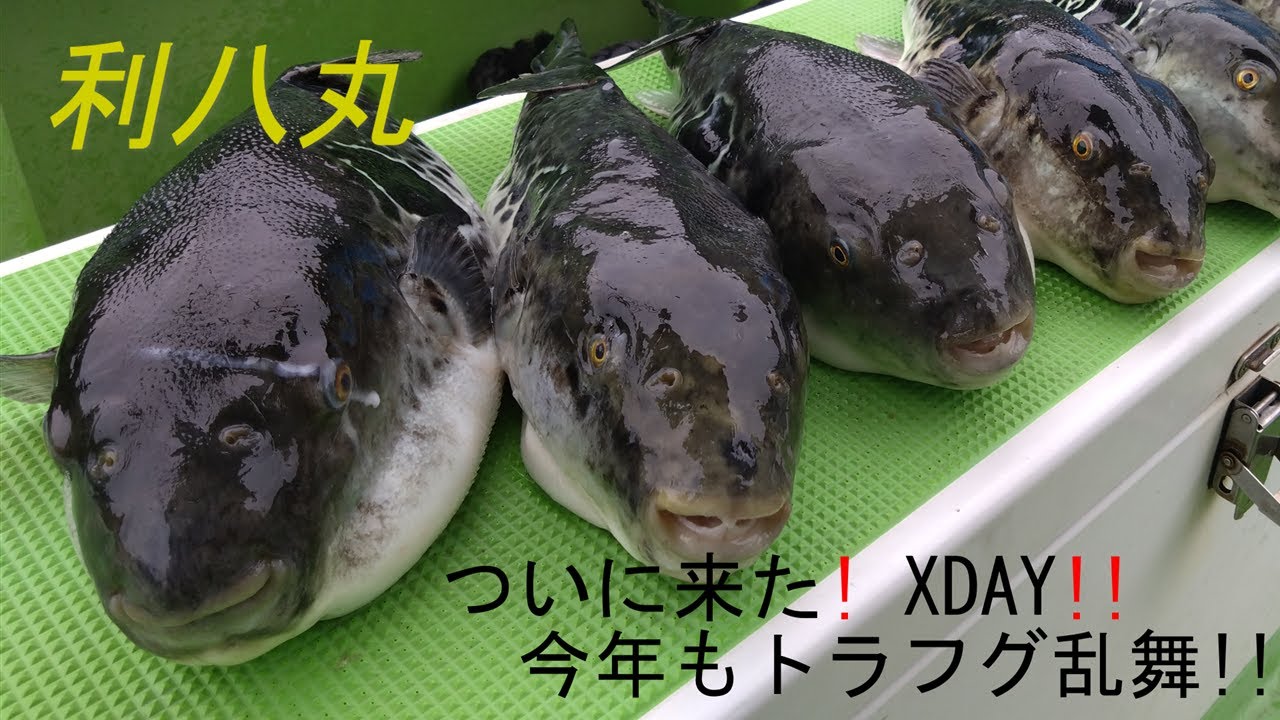 待ちに待ったXDAY到来!?東京湾トラフグ