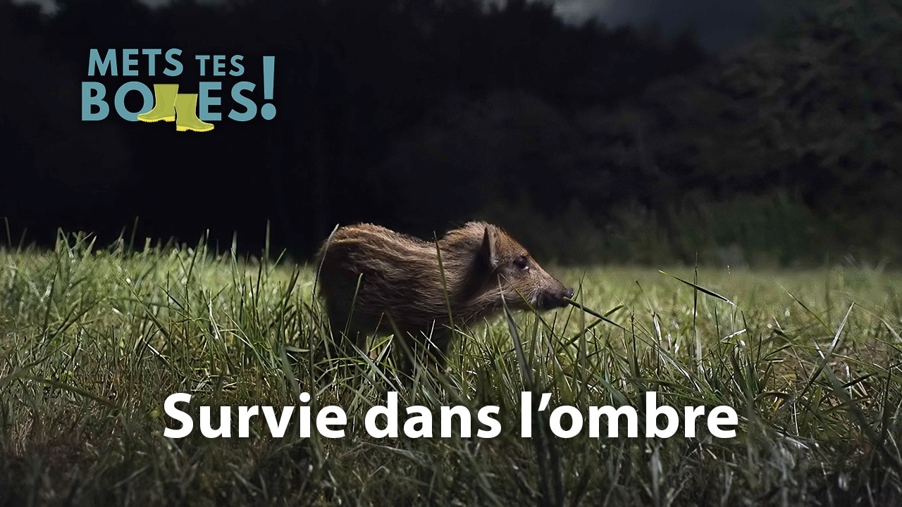 Nuit sauvage : la vie cachée de notre faune