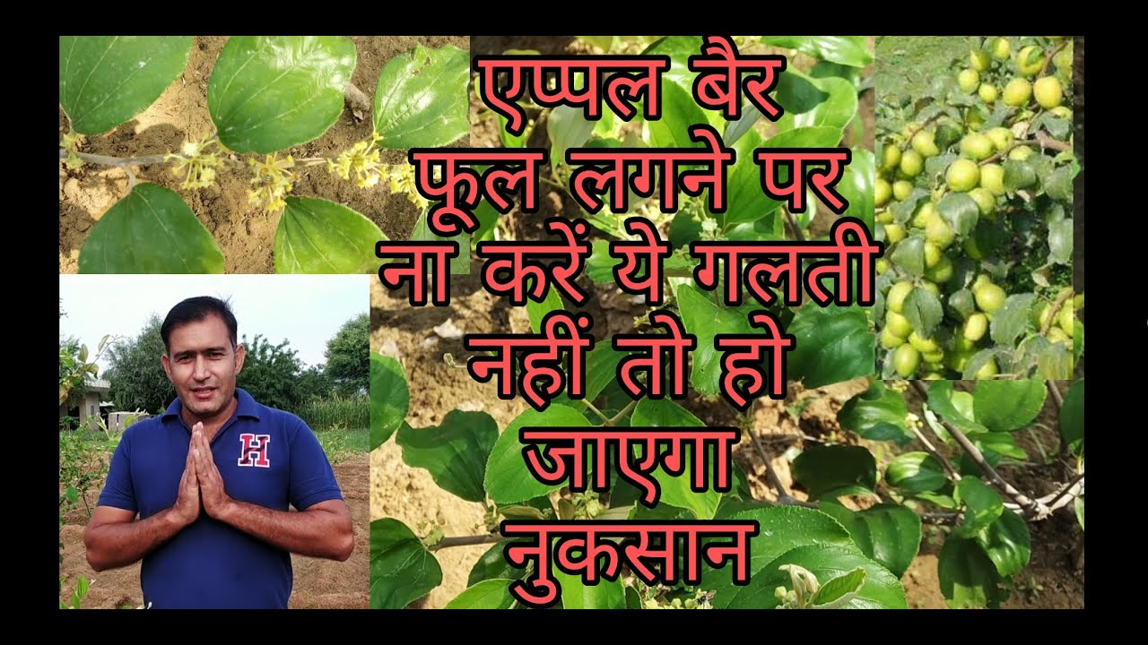 Thai Apple ber farming flower dropping full information in Hindi//फूल झड़ने से रोकने के उपाय