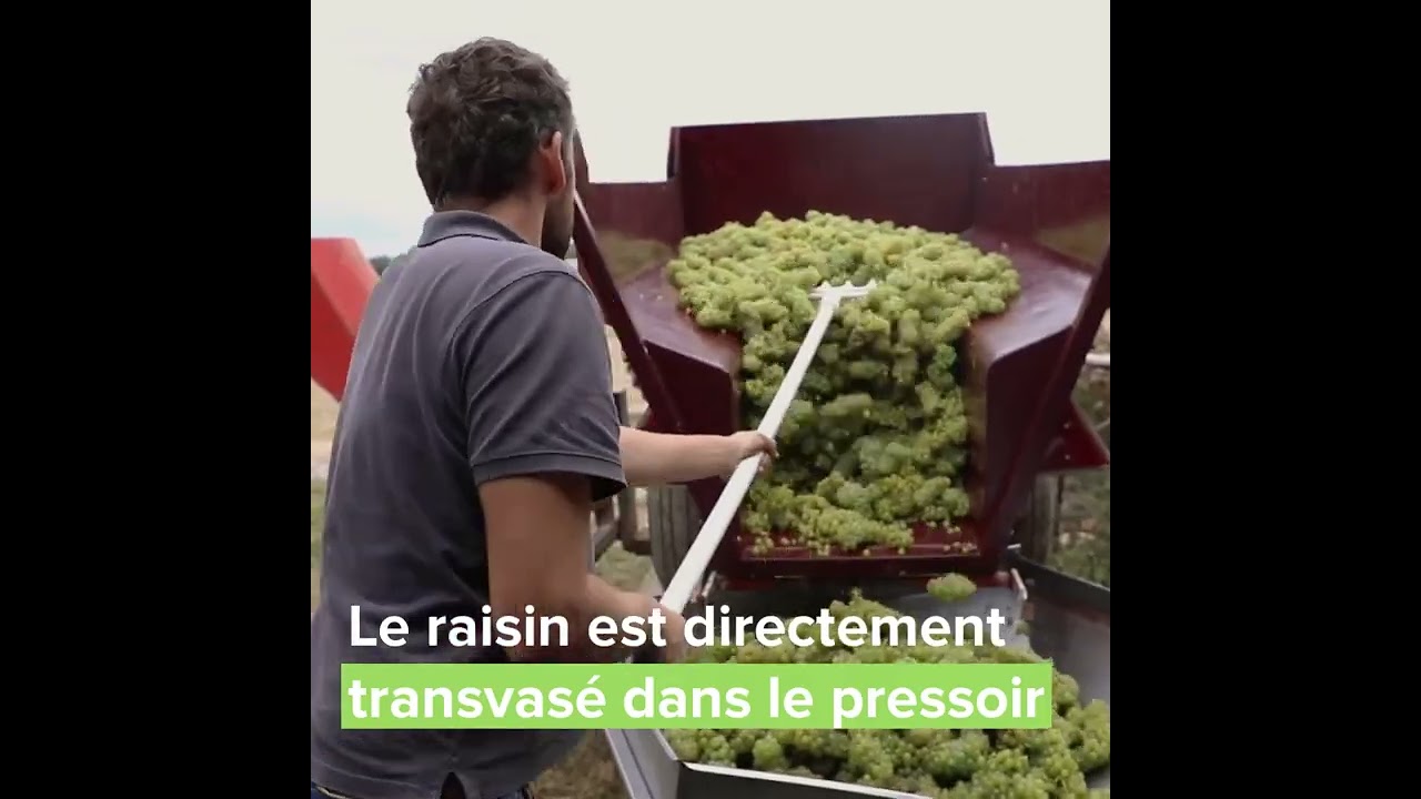 Le Vignoble des Voeux à Ailly-sur-Noye