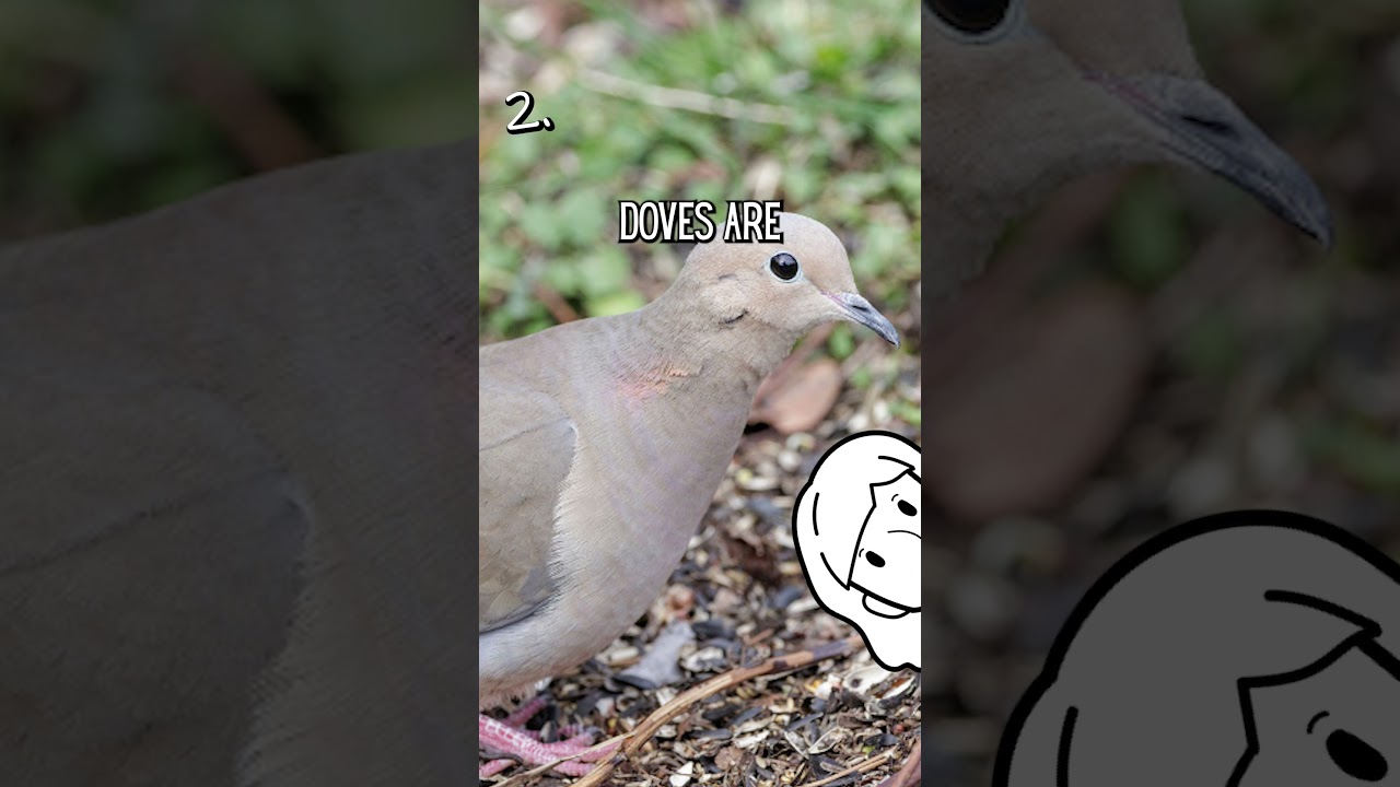 5 Facts About Mourning Doves