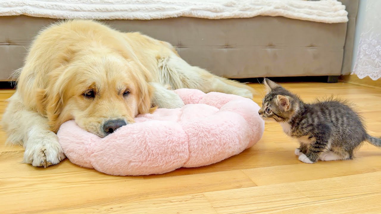 Tiny Kitten Shocked by Giant Golden Retriever Occupying Her Favorite Bed!