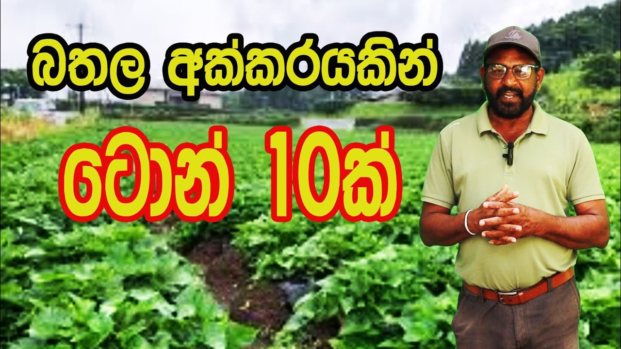 බතල අක්කරයකින් ටොන් 10ක් @AgriView61