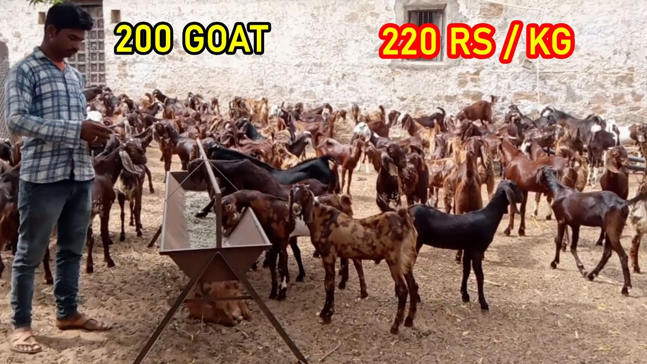#sastibakri #jpgoatfarm । 220 रुपये में सस्ती बकरे/बकरी उपलब्‍ध । 200 Male and female goat available