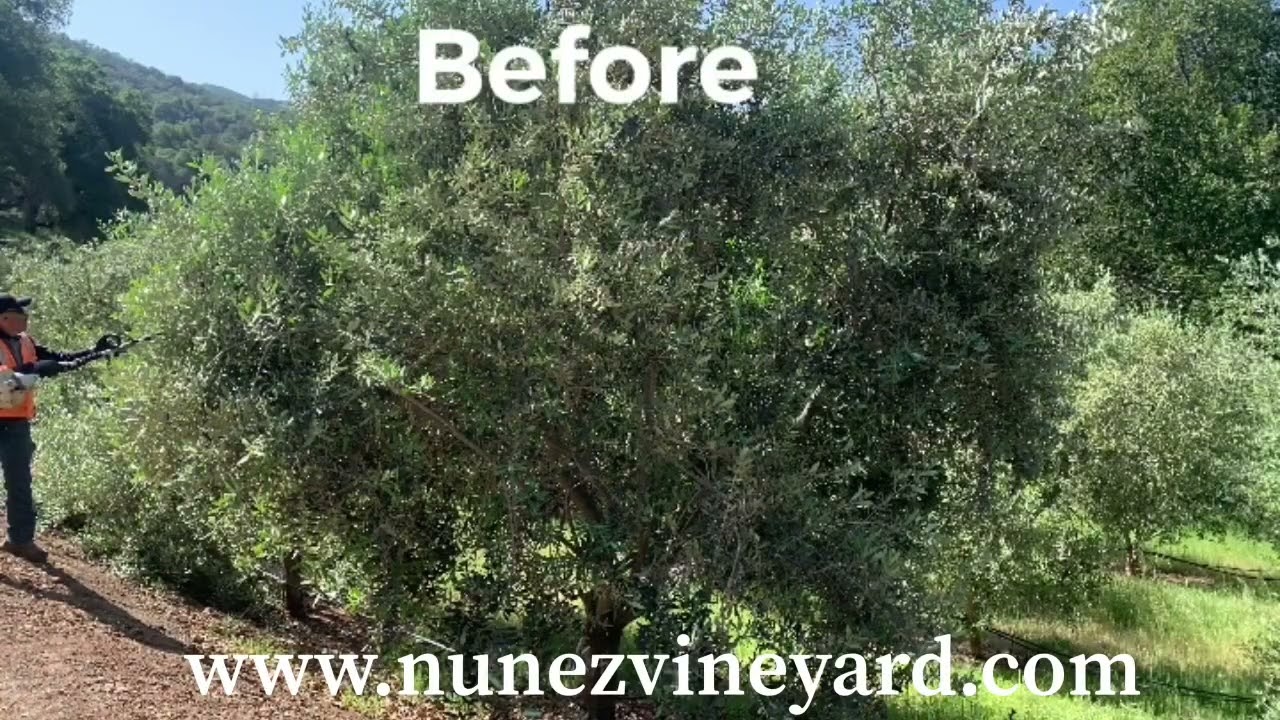 Pruning Olive Trees