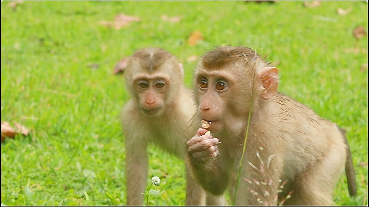 Monkey Leo gazed to Libby as for Jovi peek to Leo eating. what happen on both?