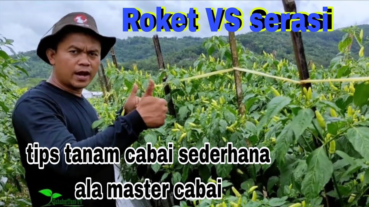 Tips kocor cabai agar aman dari layu