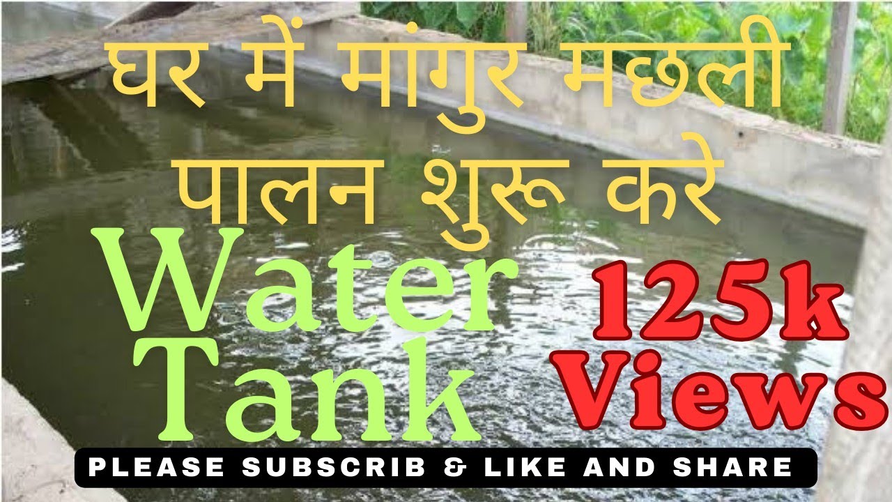 मंगुर मछली पालन, Cement ka Tank me Ghar me Machhli palan kare,fish farming।।।