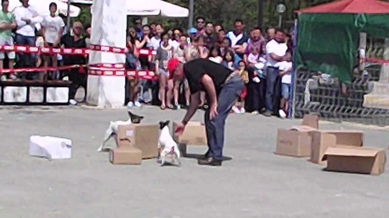 Exhibición de la raza Bodeguero Ratonero Andaluz